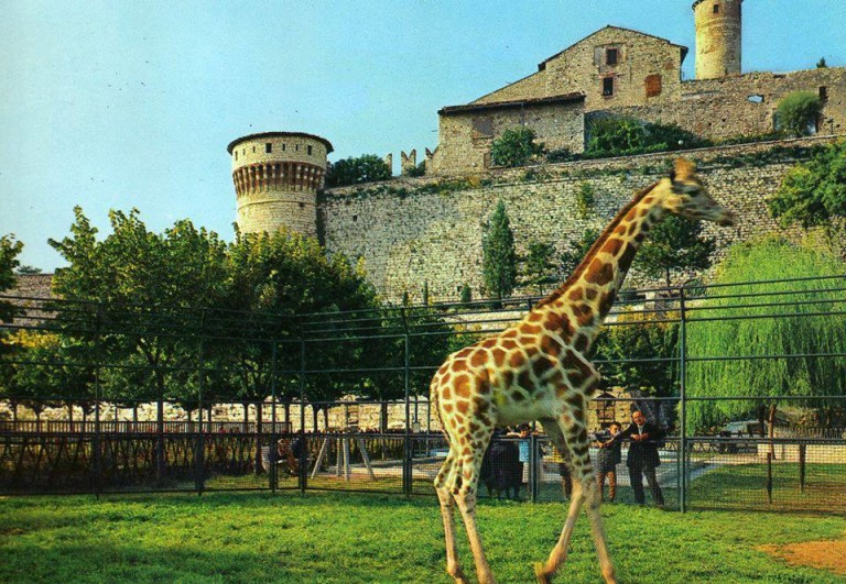 Cartolina viaggiata 1970 con le giraffe nel fossato del Castello