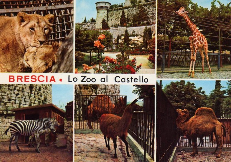 Lo zoo in castello