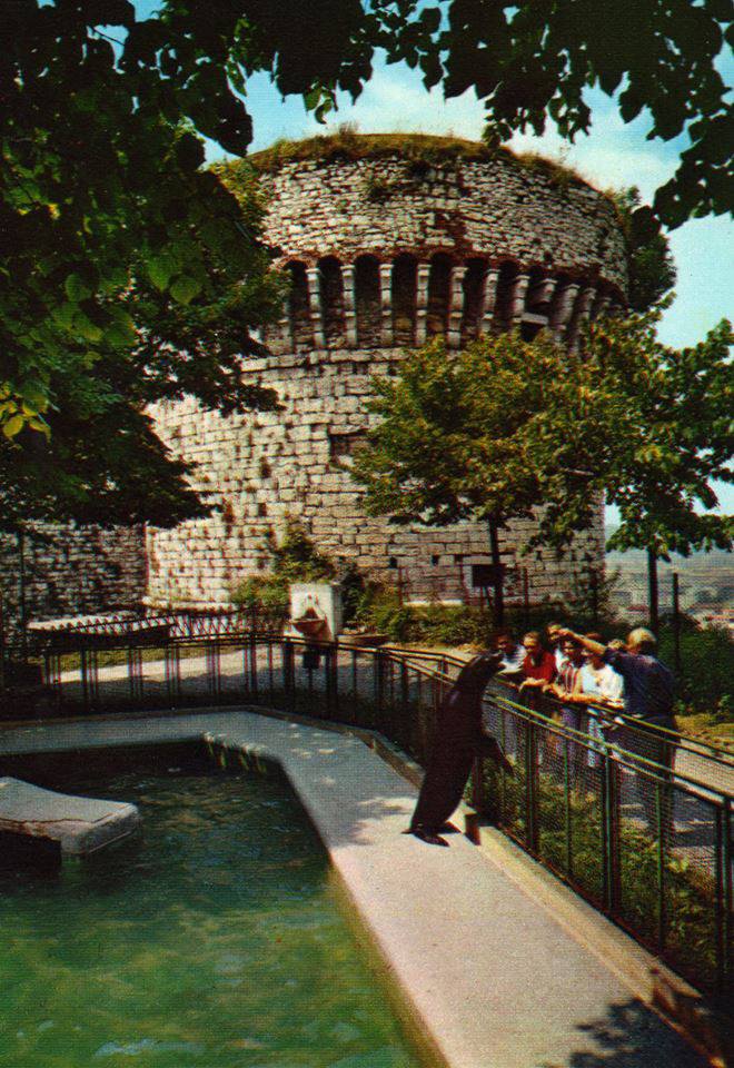 Zoo del Castello – Laghetto delle foche
