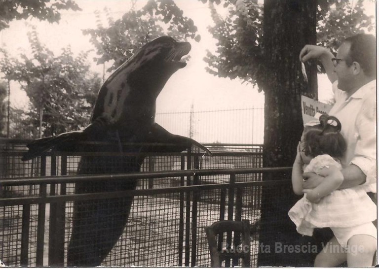 Lo zoo in Castello – La foca – 1961