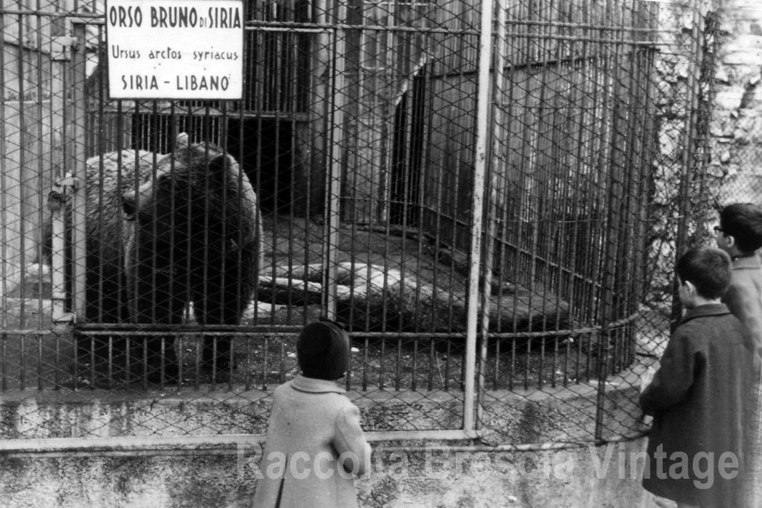 Lo zoo in Castello - L'orso bruno - 1963
