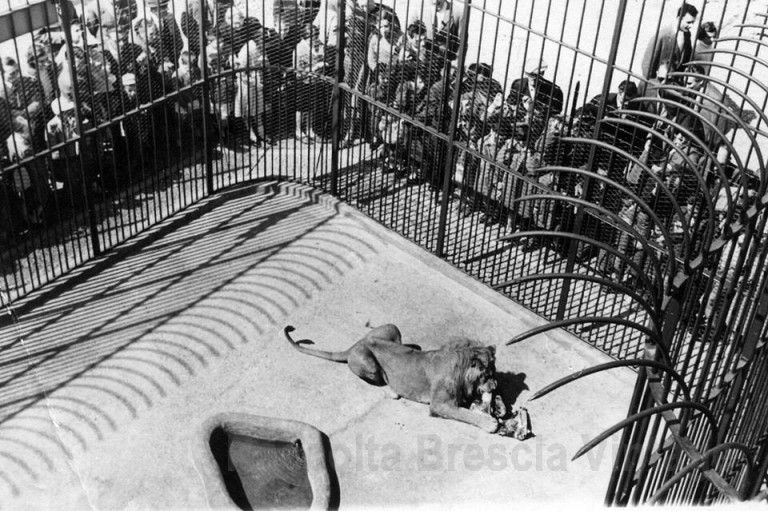 Lo zoo in Castello – Il leone – 1963