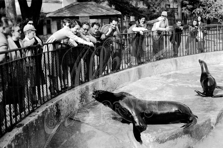 Lo zoo di Brescia – Le foche