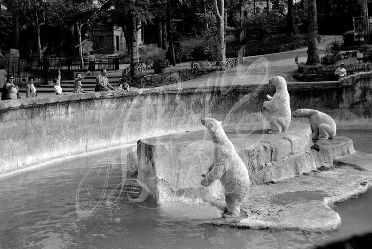 Lo zoo di Brescia – Gli orsi