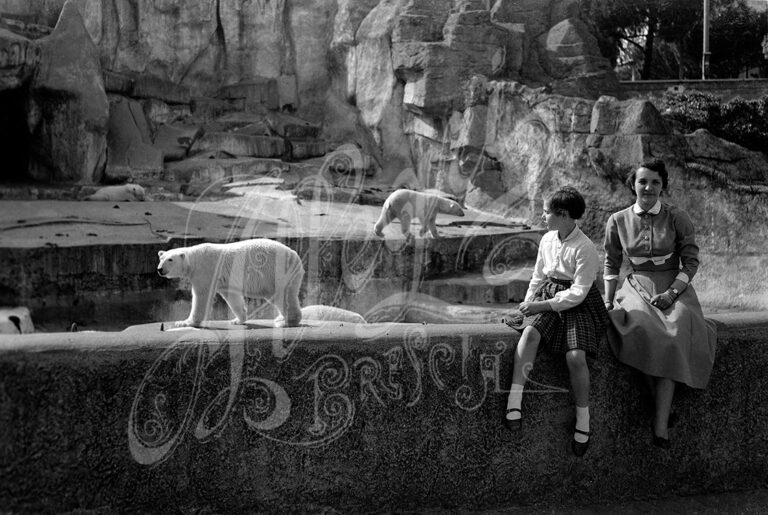 Giardino zoologico – L’orso