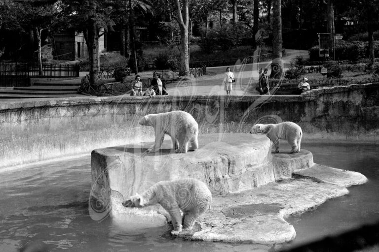 Giardino zoologico – Gli orsi