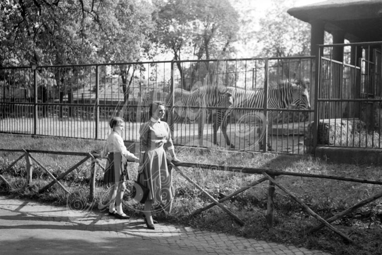 Lo zoo di Brescia – Le zebre