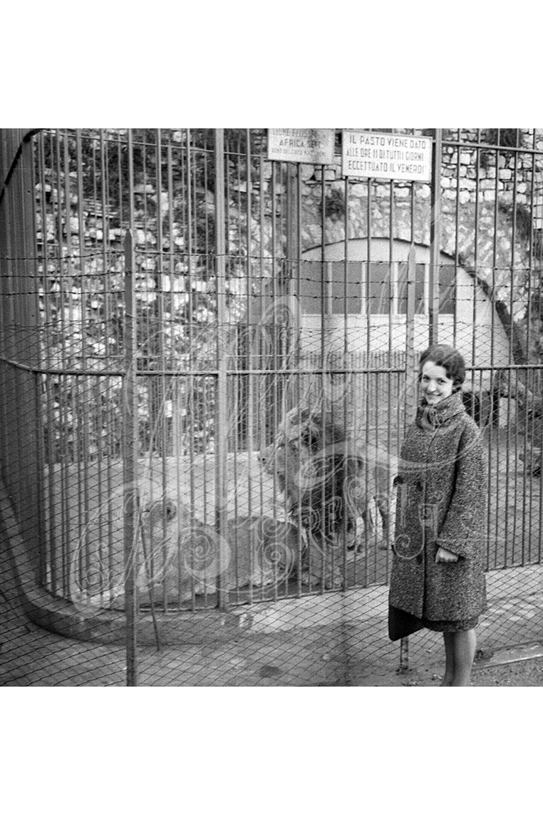 Lo zoo di Brescia – I leoni