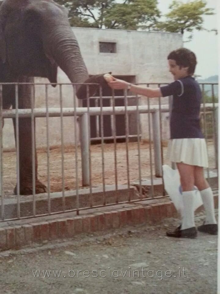 L’ elefante – anni 70