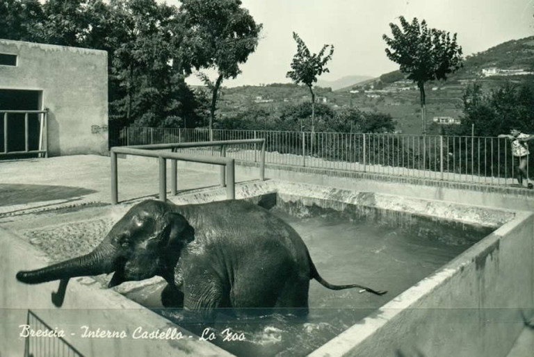 Interno del Castello – Lo zoo – L’elefante
