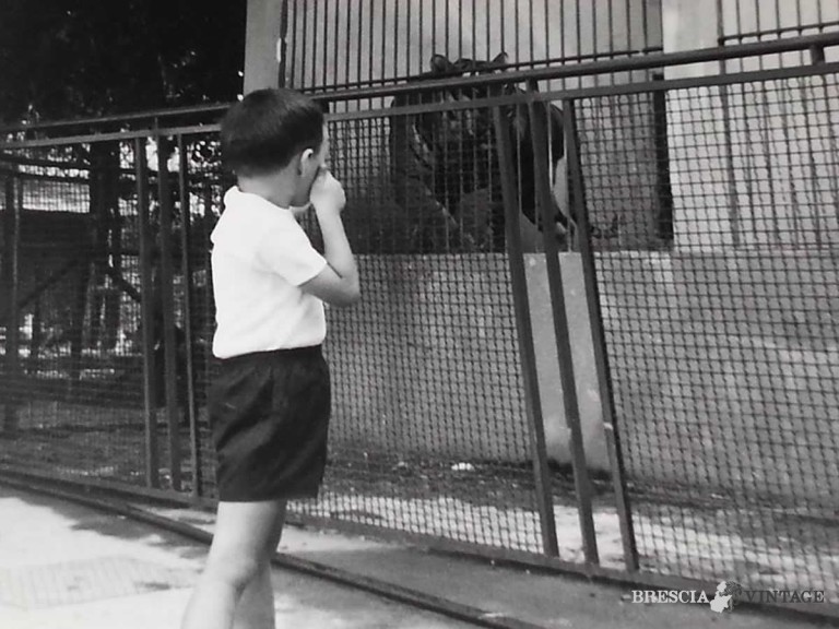 La tigre dello zoo di Brescia – 1970