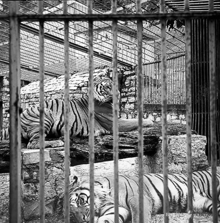 Le tigri dello zoo di Brescia – 1979